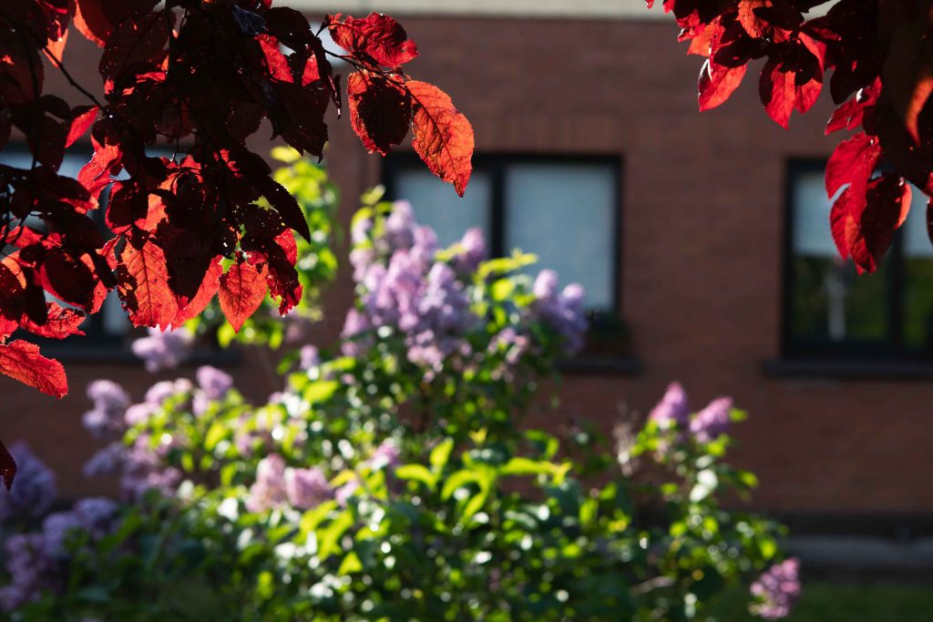 Ceim Eile Web through the trees scaled